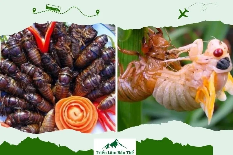 Chế biến món ve sầu rán chuẩn vị