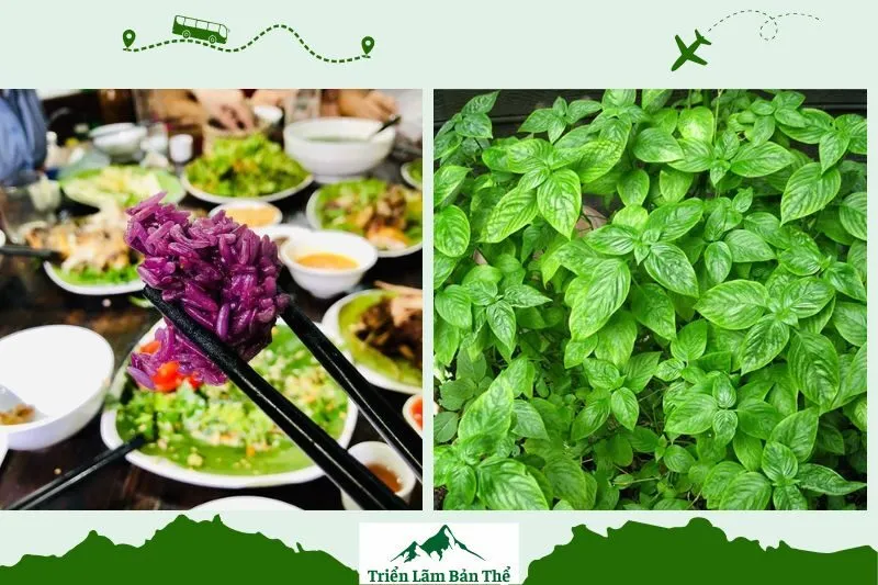 Lợi ích sức khỏe của lá khẩu cắm trong xôi tím