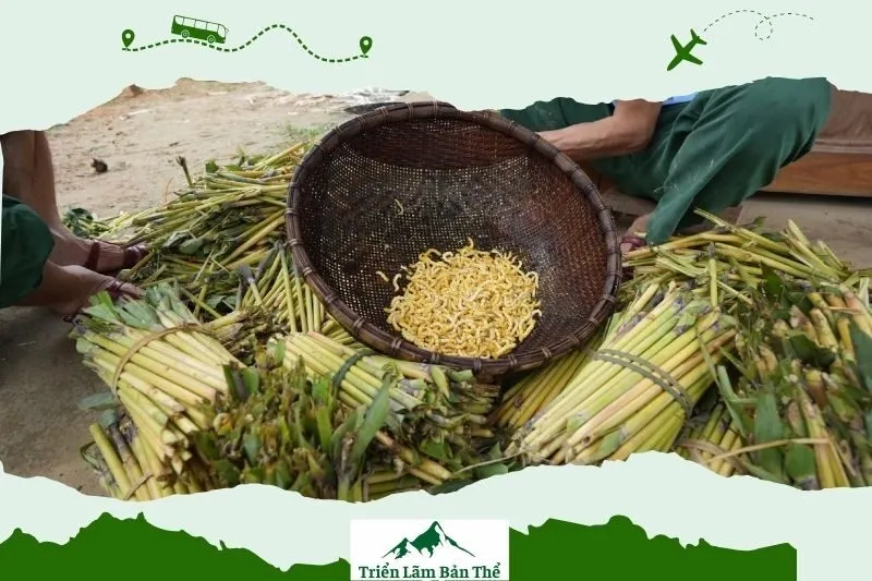 Những địaQuy trình sản xuất rượu sâu chít tại Lai Châu điểm nổi bật tại Cao nguyên Dào San