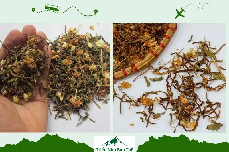 Trà Sơn Mật Hồng Sâm Lai Châu là gì?