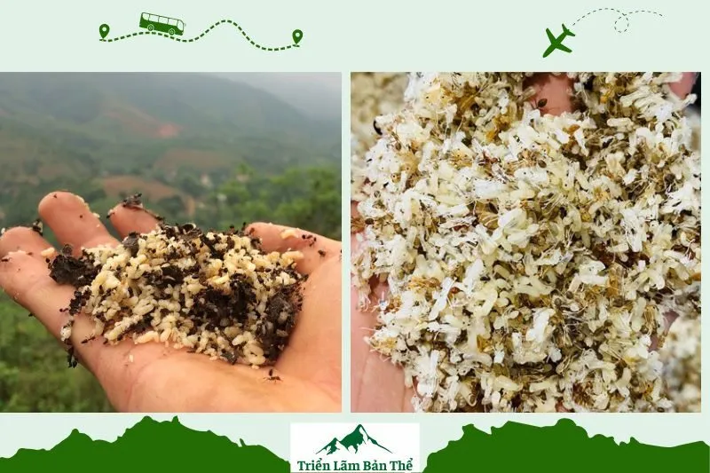 Trứng kiến Lai Châu Là Gì?