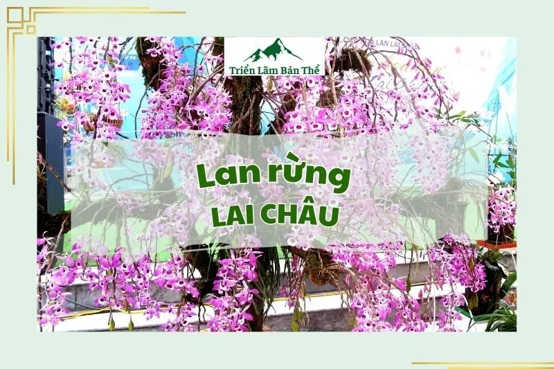 Lan rừng Lai Châu